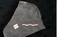 Foto (Detailansicht) von Thinnfeldia gracilis Ettingshausen (NHMW-GEO-2024-0188-10315)